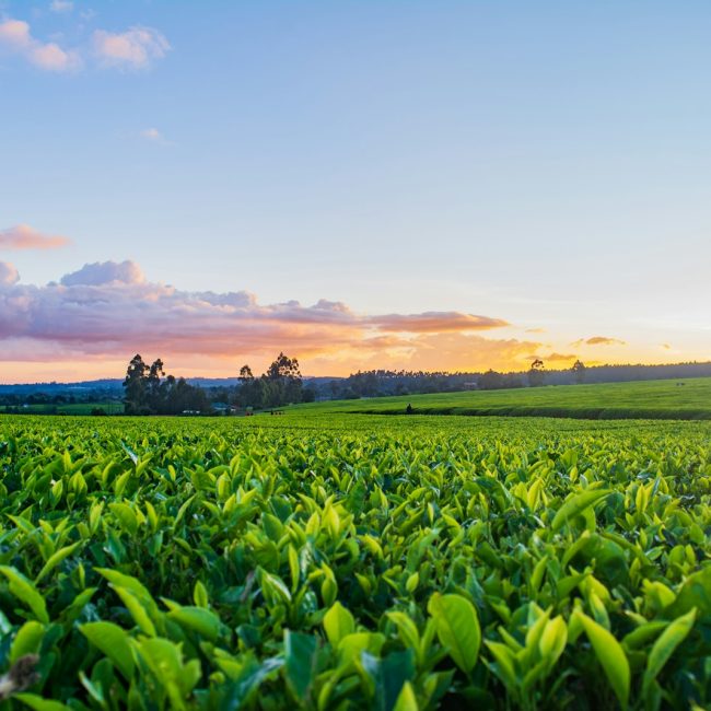 green grass field under white clouds during daytime